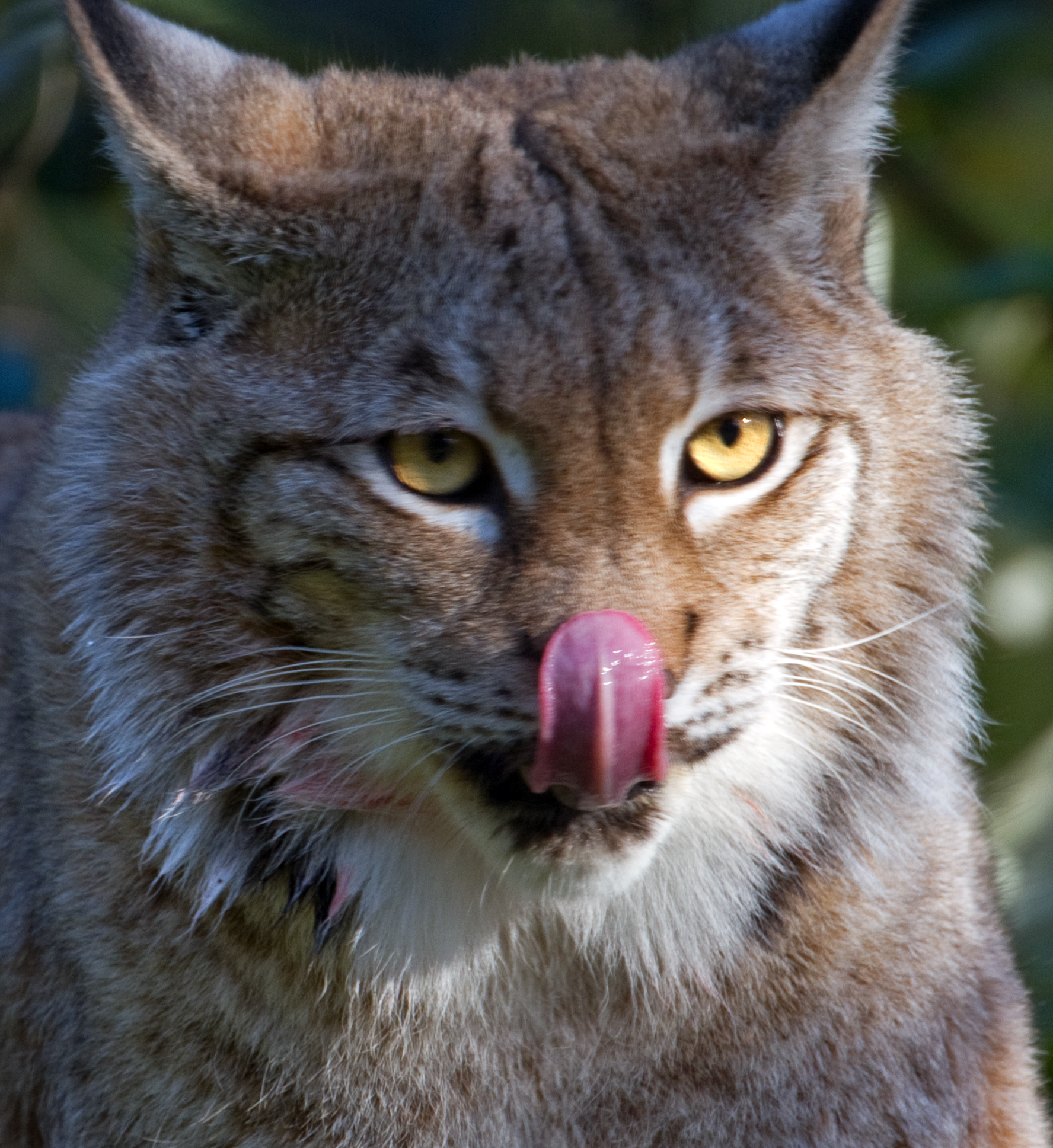 A FUCKING LYNX